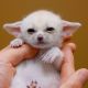 Fennec Fox Animals for sale in Jacksonville, Florida. price: NA
