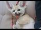 Fennec Fox Animals for sale in Colorado Springs, CO, USA. price: $500
