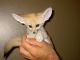 Fennec Fox Animals for sale in Cheswold, DE, USA. price: NA