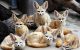 Fennec Fox Animals for sale in Bible School Park, Johnson City, NY 13790, USA. price: NA