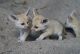 Fennec Fox Animals for sale in Wilmington, NC, USA. price: NA