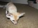 Fennec Fox Animals for sale in East Los Angeles, CA, USA. price: NA