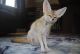 Fennec Fox Animals for sale in Lawton, OK, USA. price: NA