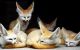 Fennec Fox Animals for sale in Lubbock, TX, USA. price: NA
