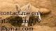 Fennec Fox Animals for sale in Cambridge, MA, USA. price: NA