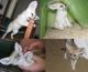Fennec Fox Animals for sale in Midway Atoll, United States. price: NA