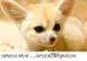 Fennec Fox Animals for sale in Anchorage, AK, USA. price: NA