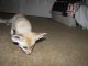 Fennec Fox Animals for sale in Lincolnwood, IL, USA. price: NA