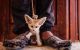 Fennec Fox Animals for sale in West Covina, CA, USA. price: NA