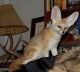 Fennec Fox Animals for sale in Poplar Ridge, NY 13026, USA. price: NA