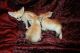 Fennec Fox Animals for sale in San Diego, CA, USA. price: NA