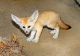 Fennec Fox Animals for sale in Raleigh, NC, USA. price: NA