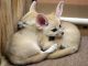 Fennec Fox Animals for sale in Charlotte, NC, USA. price: NA