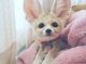 Fennec Fox Animals for sale in Stamford, CT, USA. price: NA