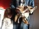 Fennec Fox Animals for sale in Fort Wayne, IN, USA. price: NA