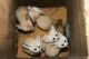 Fennec Fox Animals for sale in Frederick, MD, USA. price: NA