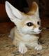 Fennec Fox Animals for sale in Batesville, AR 72501, USA. price: NA