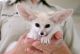 Fennec Fox Animals for sale in Adak, AK, USA. price: NA