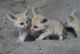 Fennec Fox Animals for sale in Long Beach, CA, USA. price: NA