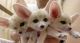 Fennec Fox Animals for sale in Fairfield, CA, USA. price: NA