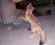 Fennec Fox Animals for sale in Laurel, MD, USA. price: NA