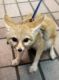Fennec Fox Animals for sale in Albany, GA, USA. price: NA