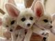 Fennec Fox Animals for sale in Oceanside, CA, USA. price: NA