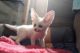 Fennec Fox Animals for sale in Riverside, CA, USA. price: NA