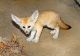 Fennec Fox Animals for sale in Batesville, AR 72501, USA. price: NA
