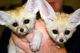 Fennec Fox Animals for sale in Fern Park, FL, USA. price: $800