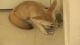 Fennec Fox Animals for sale in Glendale, CA, USA. price: NA