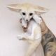Fennec Fox Animals for sale in Green, OH, USA. price: NA