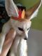 Fennec Fox Animals for sale in Irvine, CA, USA. price: $700