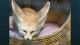Fennec Fox Animals for sale in Aberdeen, ID 83210, USA. price: NA