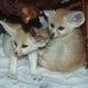 Fennec Fox Animals for sale in Watson, OK 74957, USA. price: NA