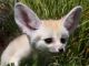 Fennec Fox Animals for sale in Sanger, CA 93657, USA. price: NA