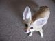 Fennec Fox Animals for sale in Bellemont, AZ 86015, USA. price: NA