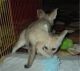 Fennec Fox Animals for sale in Moreno Valley, CA, USA. price: NA