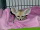 Fennec Fox Animals for sale in Rancho Cucamonga, CA, USA. price: NA