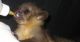 Fennec Fox Animals for sale in Shreveport, LA, USA. price: NA