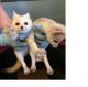 Fennec Fox Animals for sale in Bedford, OH 44146, USA. price: NA
