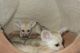 Fennec Fox Animals for sale in Lexington, KY, USA. price: NA
