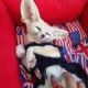 Fennec Fox Animals for sale in Las Cruces, NM, USA. price: NA