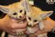 Fennec Fox Animals for sale in Honolulu, HI, USA. price: NA