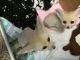 Fennec Fox Animals for sale in Holderness, NH, USA. price: $700