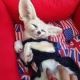 Fennec Fox Animals for sale in Daly City, CA, USA. price: $800