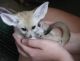 Fennec Fox Animals for sale in Rochester, NY, USA. price: NA