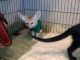 Fennec Fox Animals for sale in Ventura, CA, USA. price: NA