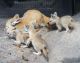 Fennec Fox Animals for sale in Knoxville, TN, USA. price: NA