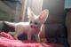 Fennec Fox Animals for sale in Tallahassee, FL, USA. price: NA
